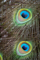 Obraz premium peacock feather close up