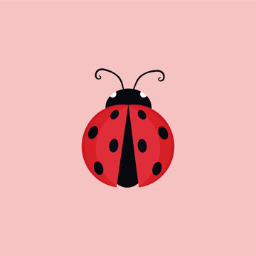 ladybug illustration