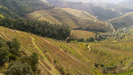 Naklejka premium Aerial view of Douro Valley.Terraced vineyards and landscape near Pinhao, Portugal.Portuguese wine region. Beautiful autumn landscape.Concept for travel in Portugal and most beautiful places