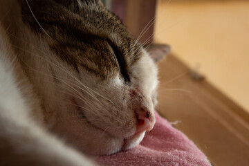 Close up na cara de um gato malhado, com focinho machucado, dormindo de frente a uma janela.