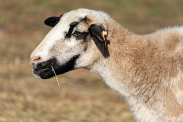 Fototapeta premium sheep and lamb