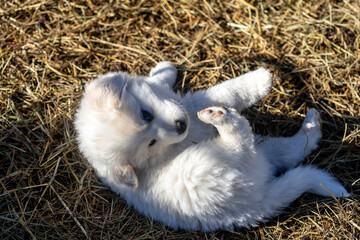 white puppy
