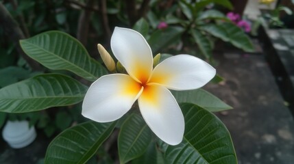 Obraz premium Close-up of a single white and yellow Plumeria flower with green leaves.