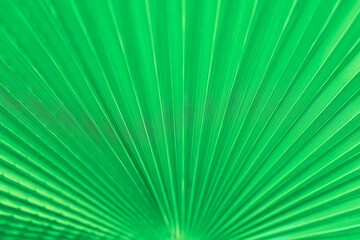 Closeup of green palm leaf with radiating lines and vibrant color. Natural background