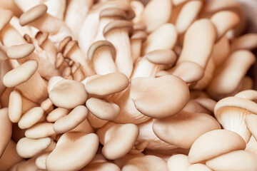 Close-up of fresh oyster mushrooms. Concept of healthy food, natural texture, and vegetarian ingredients
