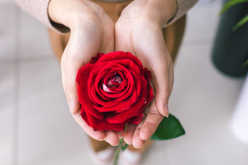 Rose as a gift in the hands of loved ones