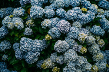 close up hydrangea