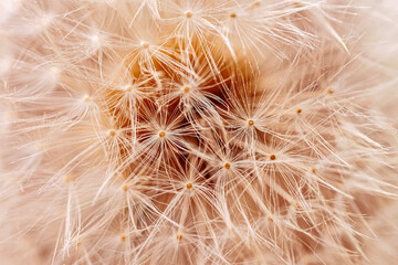 Fototapeta premium Dandelion seed head close-up with seeds and fine fibers close-up. Concept of nature, fragility