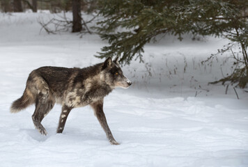 Black Phase Grey Wolf (Canis lupus) Stands in Snow Looking Right Winter