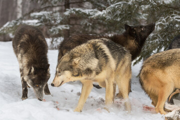 Grey Wolf Pack (Canis lupus) Sniff Air and Ground at White-Tail Deer Carcass Winter