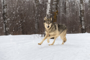 Grey Wolf (Canis lupus) Runs Out of Snowy Woods Looking Right Winter