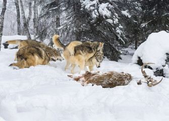 Grey Wolves (Canis lupus) Run and Jump On Each Other at Body of White-Tail Deer Winter