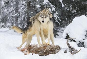 Naklejka premium Grey Wolf (Canis lupus) Lays Head Over Packmate While Both Stand on White-Tail Deer Winter