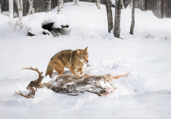 Coyote (Canis latrans) Tears Piece of Meat from Body of White-Tail Deer Winter