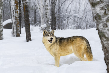 Grey Wolf (Canis lupus) Looks Up in Frosty Winter Forest