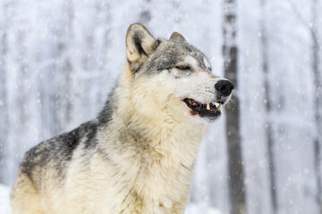 Grey Wolf (Canis lupus) Lifts Head in Snowy Winter Woods