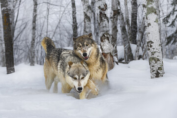 Grey Wolves (Canis lupus) Run Together Through Snow and Woods Winter