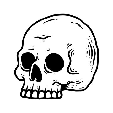 recommend clip art: human skull isolated drawing line art style sketch classic vintage design illustration