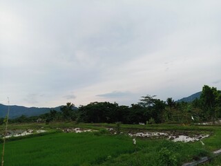 landscape with grass