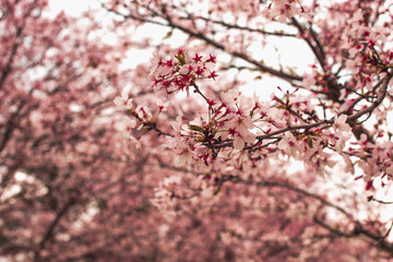 Beautiful spring flowering cherry tree (sakura). Shallow depth of field with a blurry background for a screen saver or website embed
