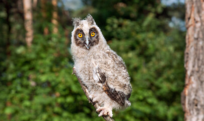 great horned owl