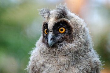 great horned owl