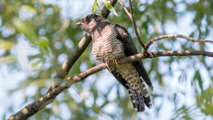 red tailed hawk