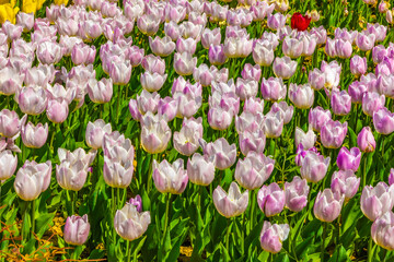 Lovely flowers tulips for a gift