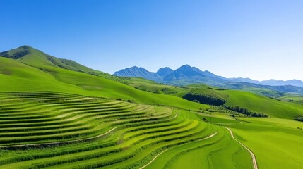 Obraz premium Lush green terraced fields under a clear blue sky and mountains.