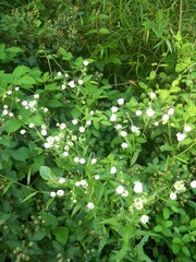 leaves in the garden