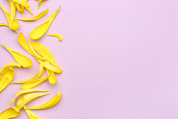 Yellow chrysanthemum flower petals on lilac background