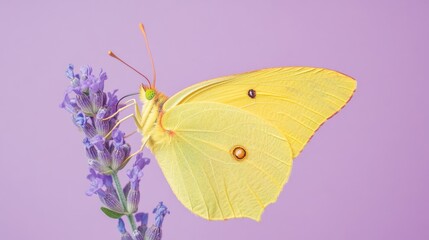 Yellow butterfly on lavender flower against purple background.