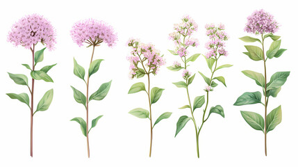 Fototapeta premium Collection of eupatorium purpureum plants beautiful isolated on white background. Blooming. Illustration