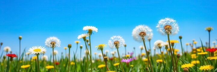 A vibrant field filled with yellow dandelions under a clear blue sky, dandelions, beauty, serene