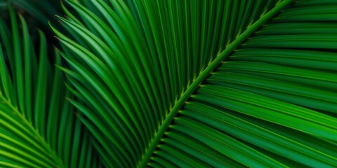 Close up of natural tropical green palm leaf texture, close up, plant, green