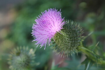 A sample of Bull Thistle (Cirsium Vulgare) in the Aster family, growing in Ontario Canada. -Captured by MIROFOSS