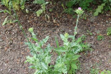 A sample of Blessed Milk Thistle (Silybum Maranum) in the Aster family, growing in Ontario Canada. -Captured by MIROFOSS
