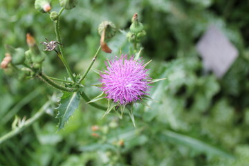 A sample of Blessed Milk Thistle (Silybum Maranum) in the Aster family, growing in Ontario Canada. -Captured by MIROFOSS