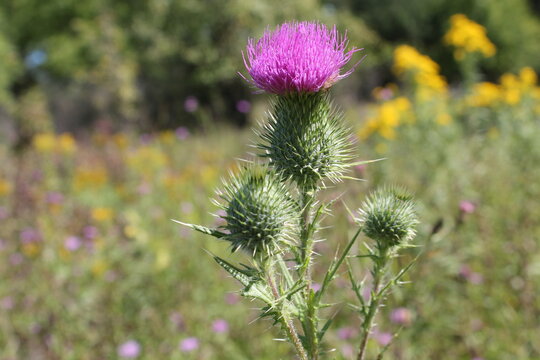 A sample of Bull Thistle (Cirsium Vulgare) in the Aster family, growing in Ontario Canada. -Captured by MIROFOSS