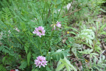 Crown Vetch, specimen sample, growing in Ontario Canada, captured by MIROFOSS.