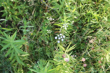 A sample of Sweet Cicely (Osmorhiza Claytonii) in the Carrot family, growing in Ontario Canada....