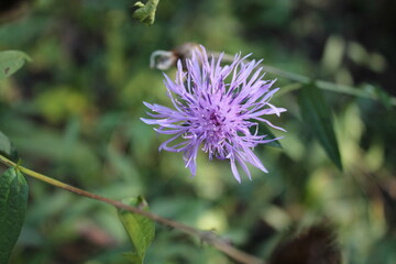 A sample of Spotted Knapweed (Centaurea Maculosa) in the Aster family, growing in Ontario Canada. -Captured by MIROFOSS