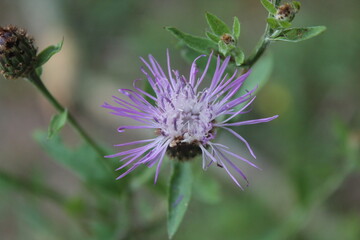 A sample of Spotted Knapweed (Centaurea Maculosa) in the Aster family, growing in Ontario Canada. -Captured by MIROFOSS