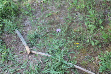 A sample of Spotted Knapweed (Centaurea Maculosa) in the Aster family, growing in Ontario Canada. -Captured by MIROFOSS