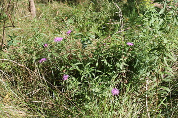 A sample of Greater Knapweed (Centaurea Scabiosa) in the Aster family, growing in Ontario Canada. -Captured by MIROFOSS