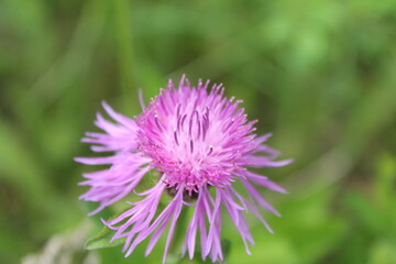A sample of Greater Knapweed (Centaurea Scabiosa) in the Aster family, growing in Ontario Canada. -Captured by MIROFOSS