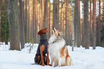 Two dogs, a Vizsla and a Collie, sit facing each other in a quiet, snowy forest. Their warm coats and relaxed postures contrast beautifully with the cold winter setting.