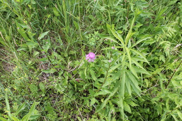 A sample of Greater Knapweed (Centaurea Scabiosa) in the Aster family, growing in Ontario Canada. -Captured by MIROFOSS