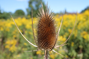A sample of Wild Teasel (Dipsacus Fullonum) in the Teasel family, growing in Ontario Canada....