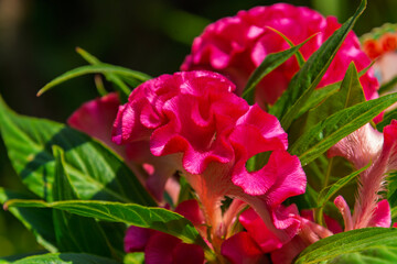 Red plumed cockscomb flower